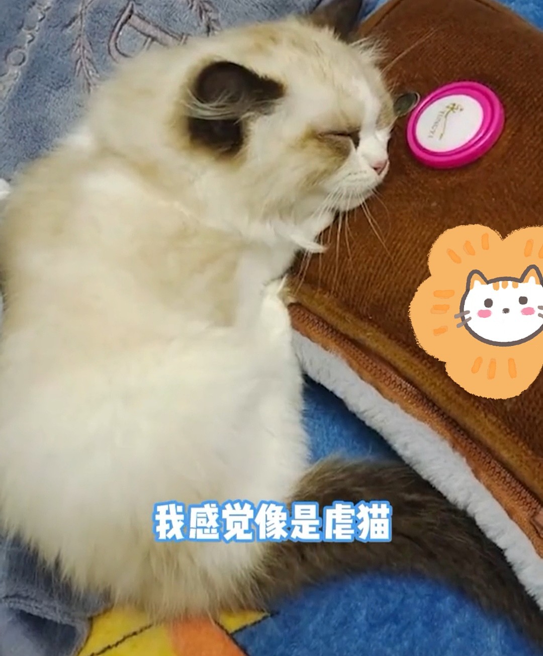 杭州：2个月的布偶猫被丢弃在垃圾站，身上涂满腻子，看得人心疼 - 5
