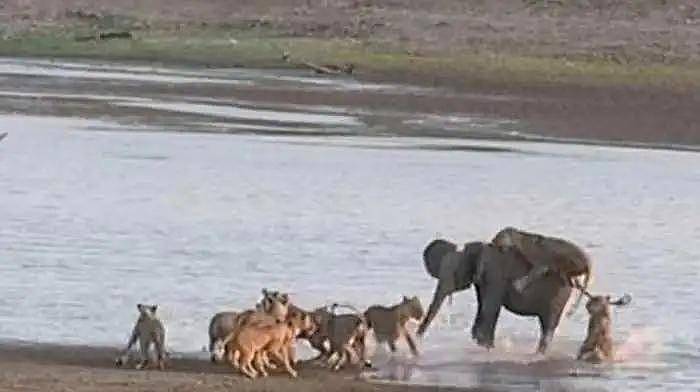 大象遇上狮群, 狮子飞身扑咬, 大象却淡定去河边喝水 - 3