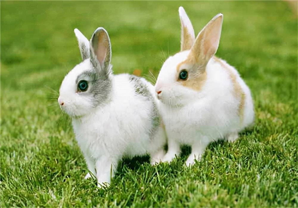兔子健康篇：刚买回来的幼兔不拉屎 新兔到家不拉屎怎么办 - 1
