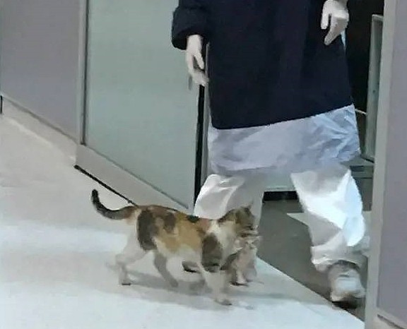 猫妈叼着小猫到医院求助，为报恩留在医院当“小护士”！ - 3