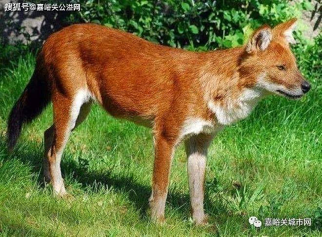 祁连山出现的“红狗”是什么动物？被称为猛兽之首，敢猎杀老虎？ - 2