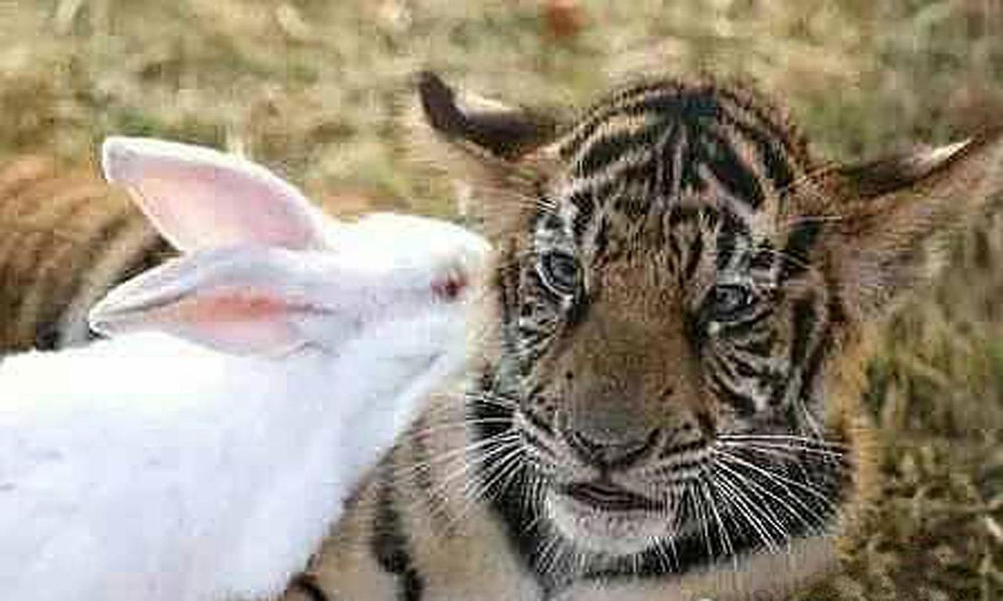 饲养员想激发小老虎的兽性，丢进几只兔子，游客：看一次笑一次！ - 3