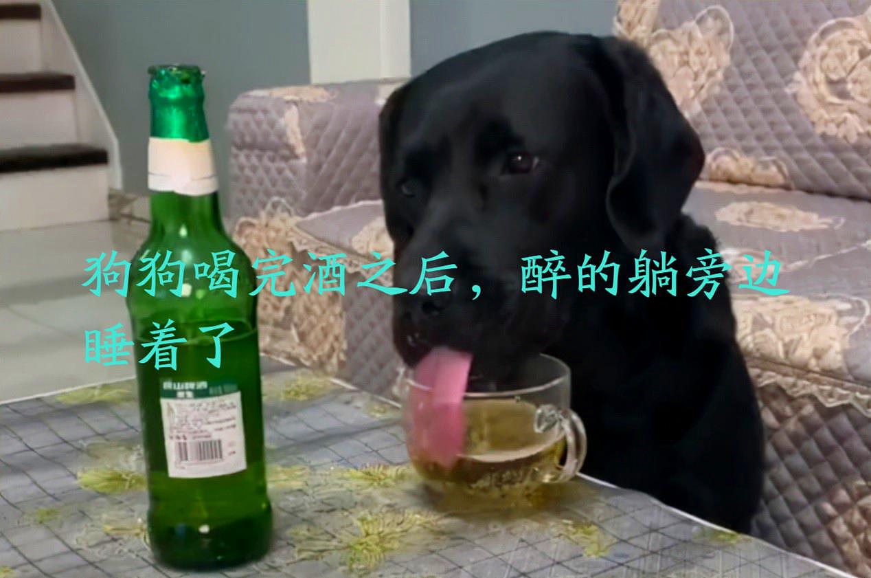 河北一主人啤酒被狗狗偷喝，在喝过后令人意外，网友：酒劲上来了 - 2