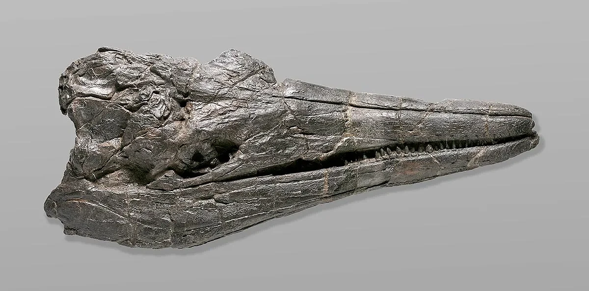 鱼龙化石被证为新物种：体长17米 头骨尺寸超2米 - 2