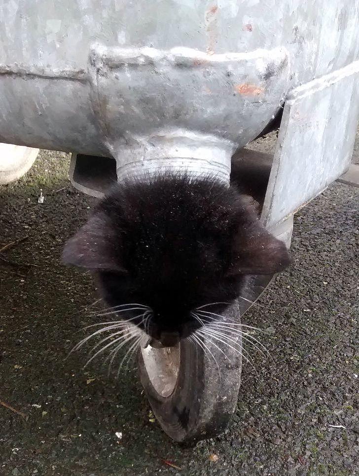 小猫头部被卡困在垃圾桶出水口，英国消防员协力救助小家伙 - 3