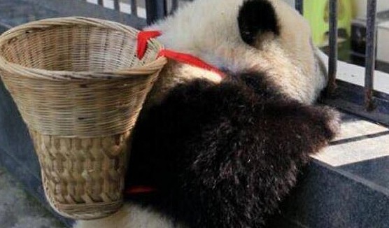 熊猫团子背着小背篓找食物，小模样太可爱，萌化网友心 - 2