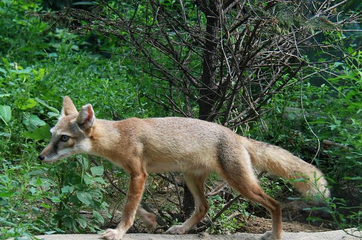 驯养的狐狸可以成为很棒的宠物，不要与驯服的野狐混淆，驯化的狐狸比野生的狐 - 4