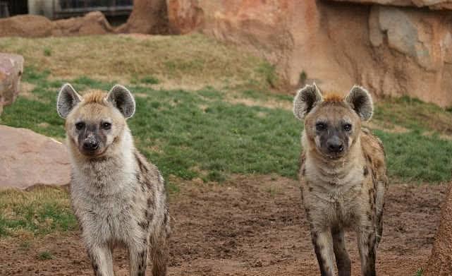 非洲草原的斑鬣狗真有那么讨厌吗？其实我们对鬣狗存在太多的误解 - 3