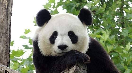软萌熊猫，在上古时竟有如此霸气的名字，难怪食肉动物不敢欺负它 - 4