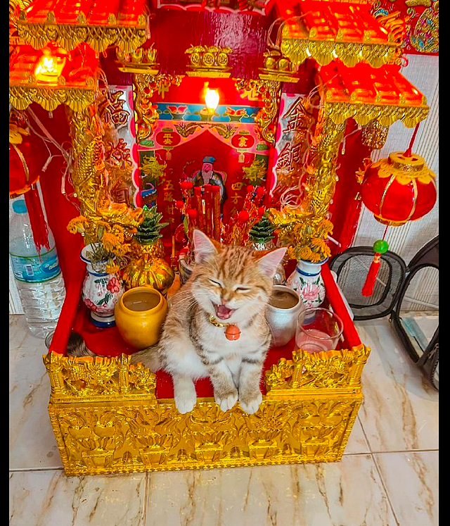 小猫坐在聚宝盆上面，还一副财神爷的样子：快点送贡品上来！ - 1