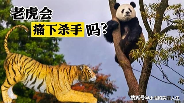 老虎在野外遇到熊猫会不会痛下杀手？熊猫有机会虎口脱险吗？ - 1