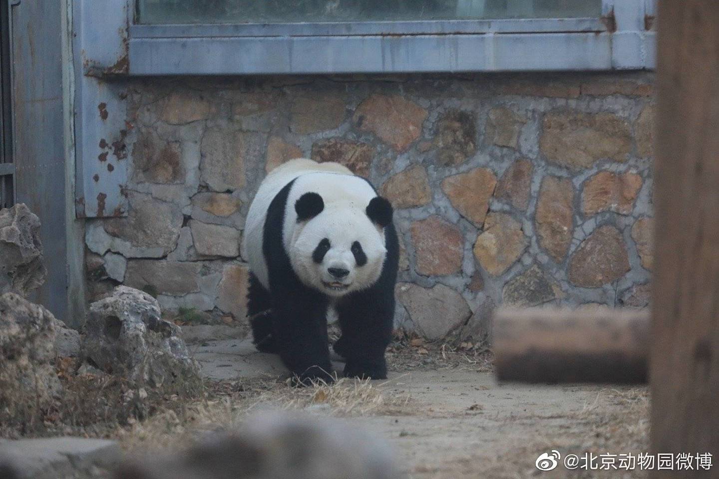 北京动物园一大熊猫越狱，动作行云流水，去年还曾掰断监控 - 3
