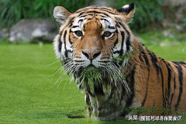 老虎的胡须对老虎有多重要？事实上不亚于鬃毛对雄狮的作用 - 2