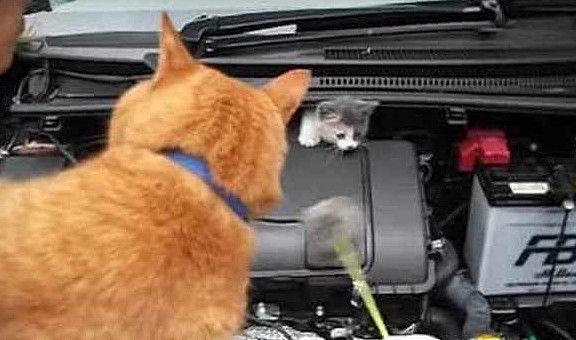 小奶猫藏车里不出来，车主借来了邻居的橘猫，没想到还真管用 - 3