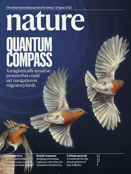 中外研究登上自然封面：这种蛋白让知更鸟能用地磁导航 - 1