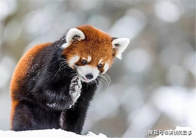 小熊猫雪后觅食，一不小心撞见猞猁，忙举起前肢，想吓跑它 - 1