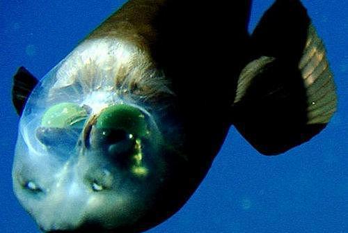 地球上10大最奇怪的海洋动物, 以鲨鱼为食的蟹, 眼睛在头里的鱼 - 10