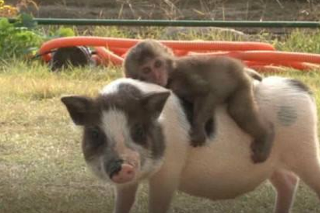 小猴子欺负小猪让它当坐骑，小猪每天驮着猴子去玩耍，两活宝太可爱！ - 4