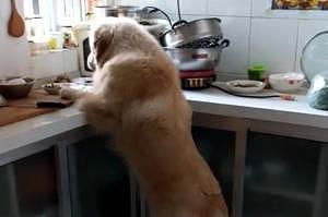 当你的家里有一个狗子，而你忘记关厨房门的时候，就出现了下面的一幕 - 3