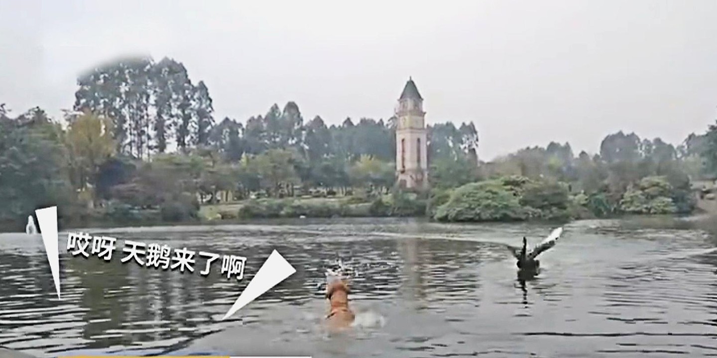 金毛下湖游泳被黑天鹅按在水里“毒打”，上岸后再次下水尝试 - 2
