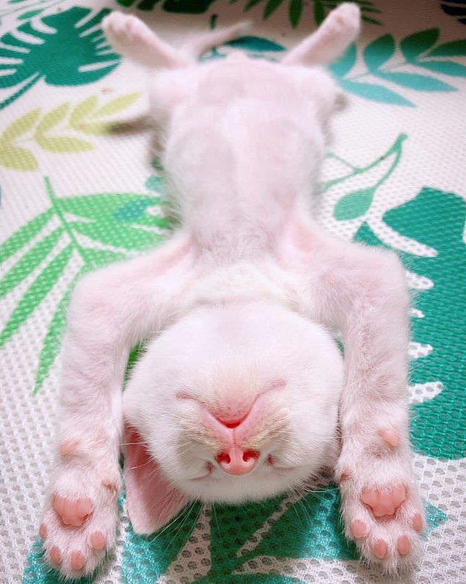 露肚皮坦荡荡是小奶猫的专属睡姿，看着真是忍不住想要揉把小肚肚 - 6