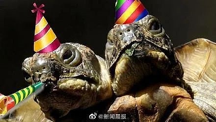 日本变异双头龟引发关注 以后会不会还有什么