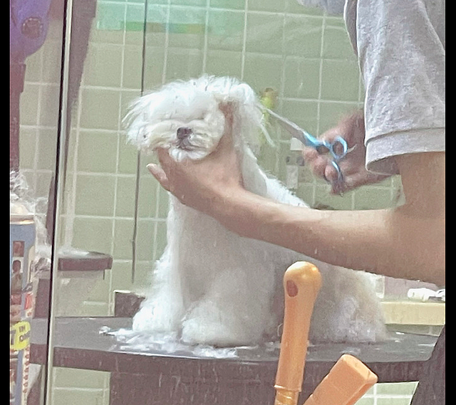 网友把狗狗送到了宠物店洗澡，它最后都放弃抵抗了：再也不想来了 - 2