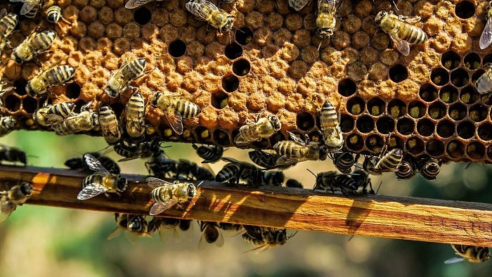 honeybee-1280x720.jpg