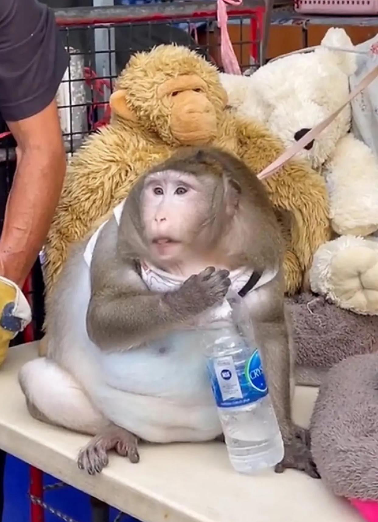严重肥胖：泰国市场一只名叫“哥斯拉”的猴子，靠被投喂浑身赘肉 - 2