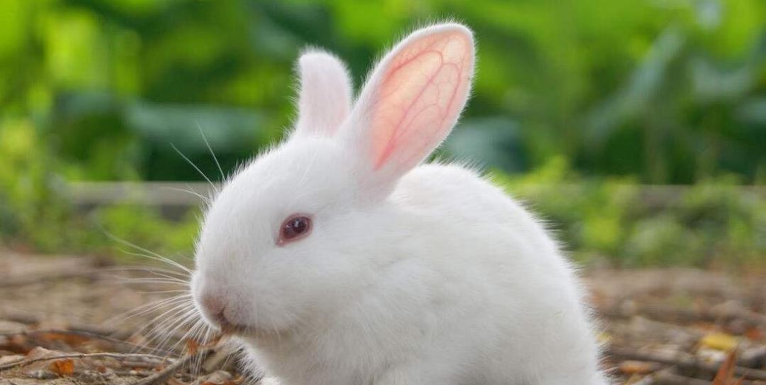 兔子吃了打了除草剂的草会不会危及生命？ - 2