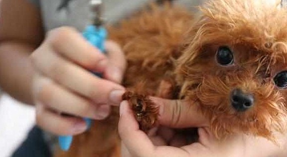 饲养泰迪犬的5大禁忌，对狗狗伤害很大，别再犯了！ - 1