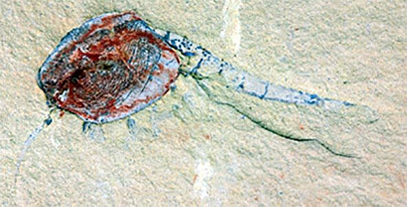 新发现的古生物托儿所提供了5.18亿年前生命的罕见信息 - 1