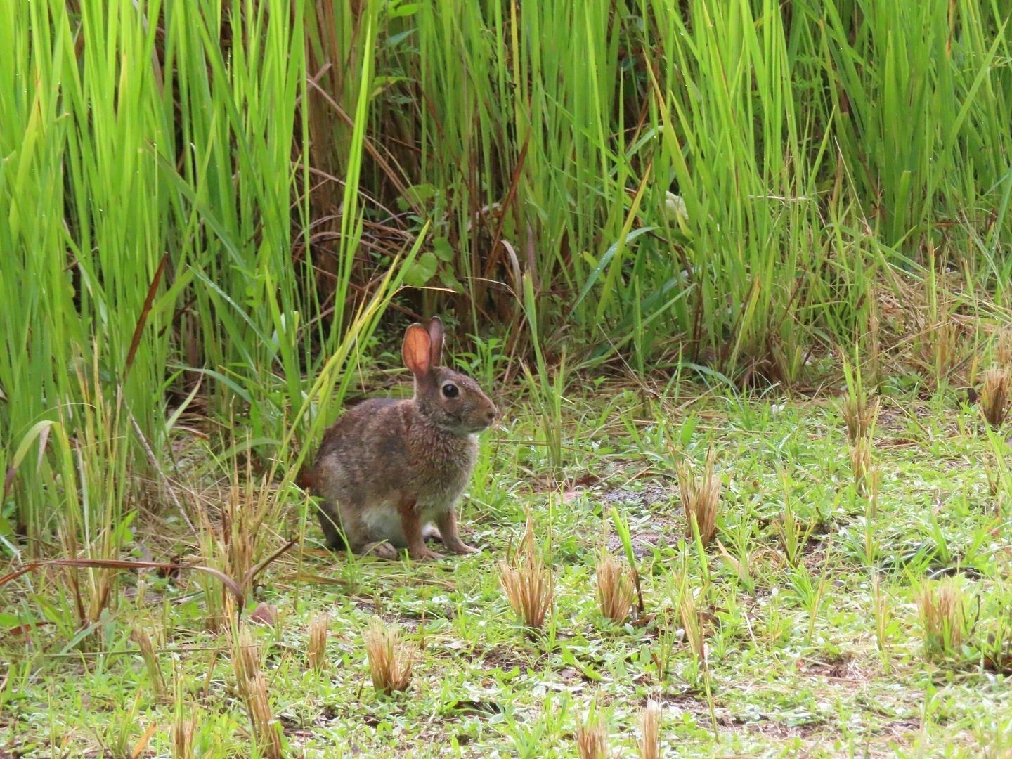 兔子会游泳吗？看了沼泽兔的泳姿，这个问题会有新答案 - 3