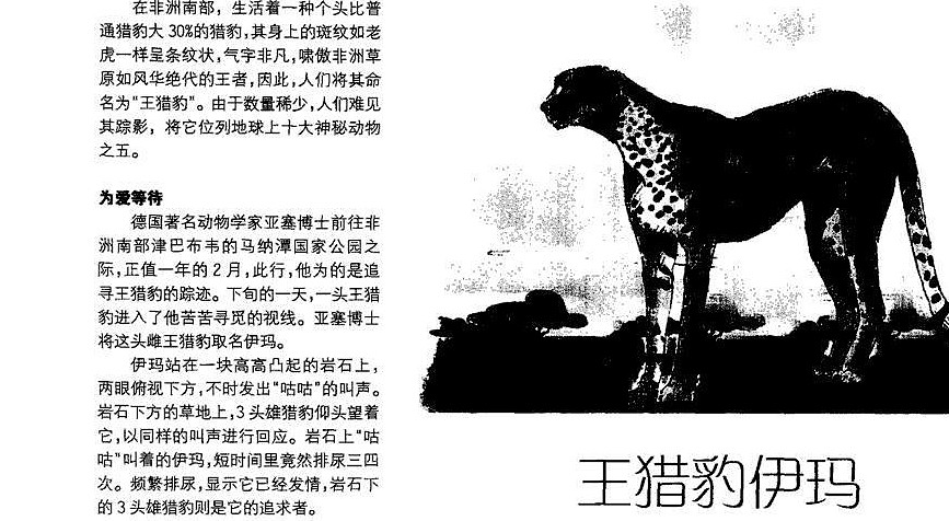 这种猫科动物是猎豹的罕见变异，人类送了它一个霸气名字：王猎豹 - 7