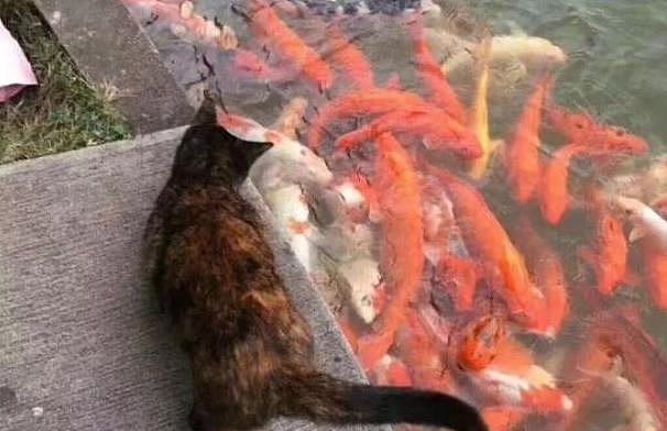 小猫锦鲤池边蹲点两天，成功抓到鱼竟成网红，网友：快转发这只猫 - 1