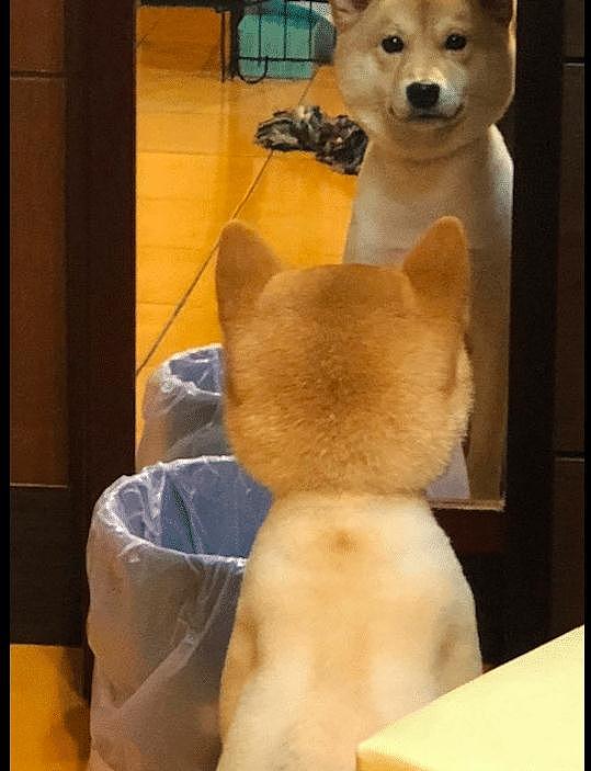 给狗狗做了个新造型，回家后它一直照着镜子看，狗：我是杏鲍菇？ - 2
