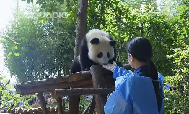 熊猫犯懒不肯走路，非得要奶妈抱，网友：自己几百斤心里没数？ - 1