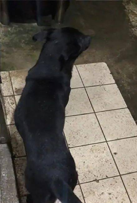 狗子从小喜欢坐水盆玩耍，结果第一次遇到下大雨吓到腿软发抖：救命啊！ - 3