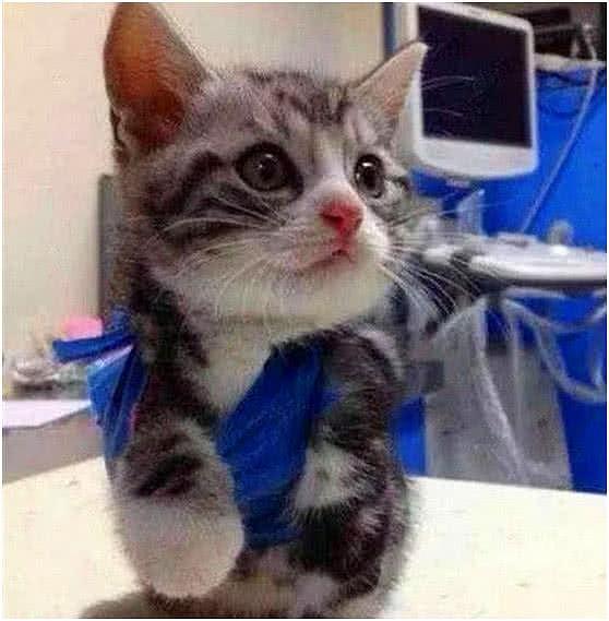 小奶猫骨折负伤, 医生给它吊着手, 主人: 对不起, 我没忍住 - 3