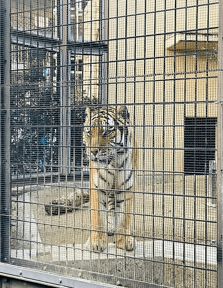 动物园里的老虎一直在嗷嗷叫，试着用猫语翻译器翻译了一下 - 1
