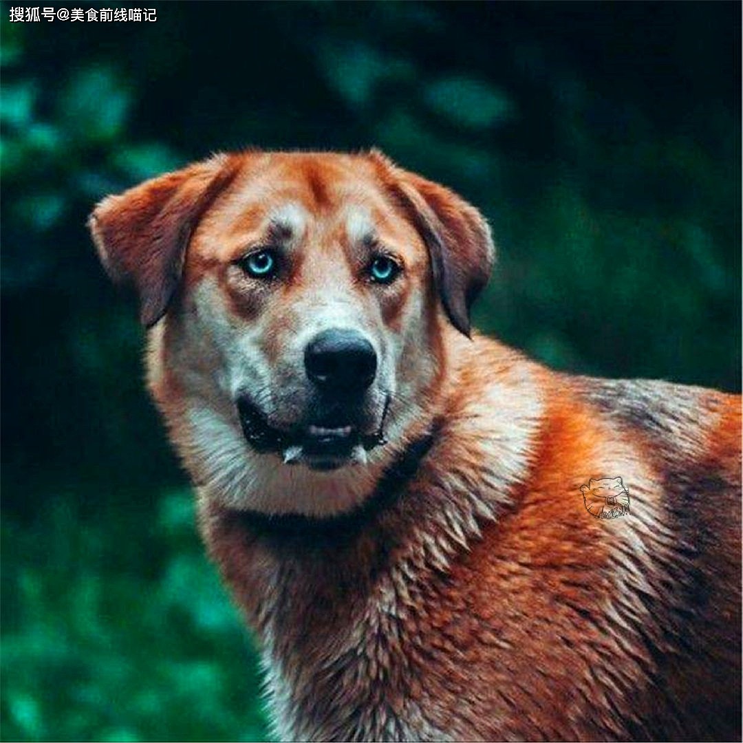 荷兰狗狗总是喜欢压自己的鼻子，医生的诊断结果让人无语 - 1