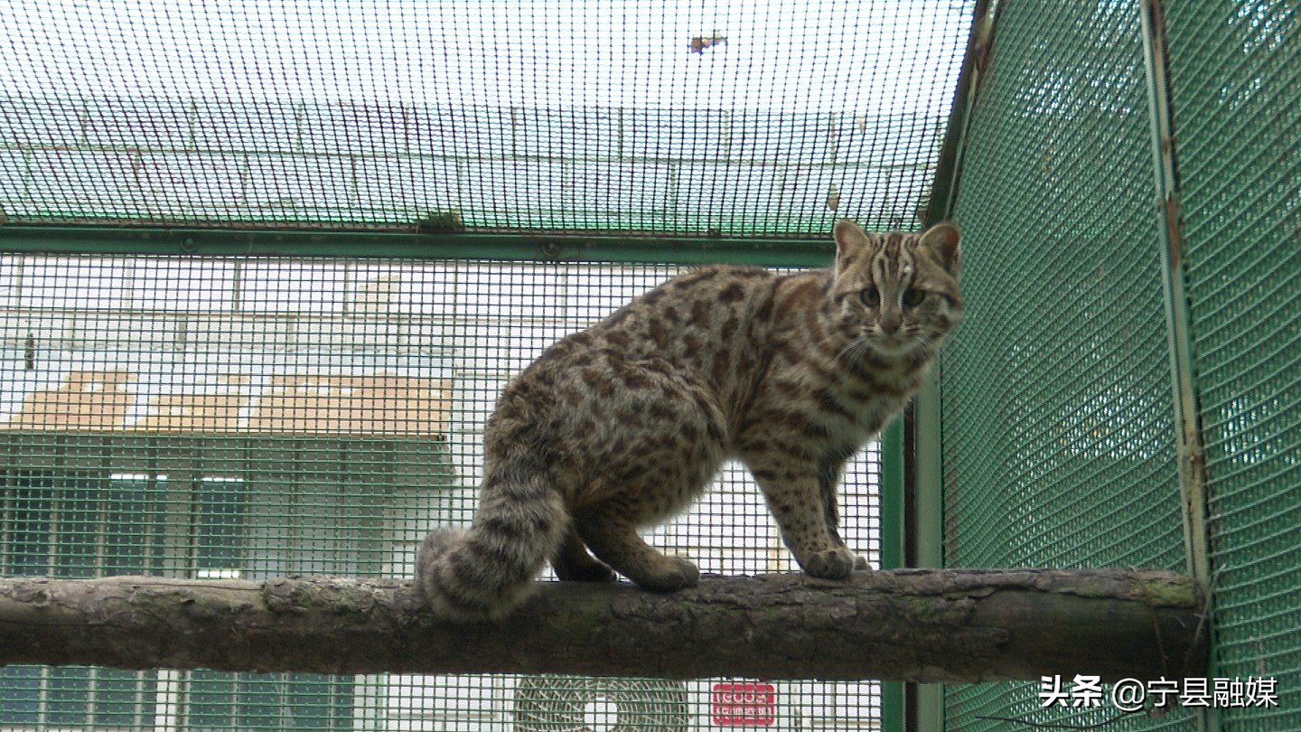 宁县救助一只国家二级保护动物豹猫 - 1