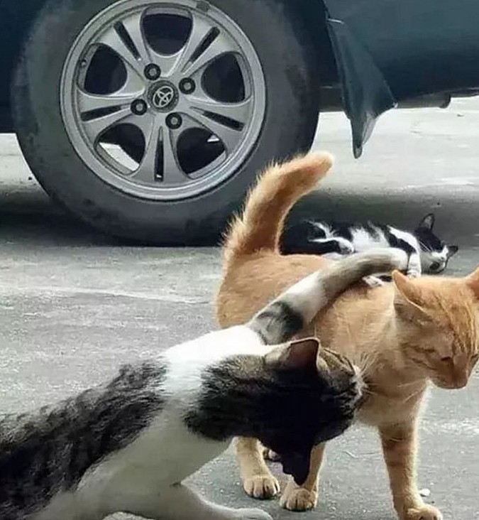 狸花猫挑衅过路橘猫，却被橘猫“一招”制服，狸花猫表情亮了 - 2