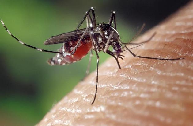 清华大学团队揭秘蚊媒病毒快速传播原因 蚊子更爱叮哪些人？ - 1