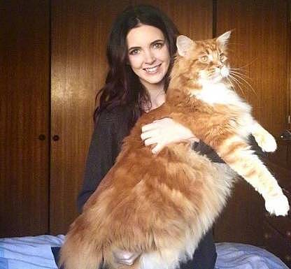 世界上最大的猫，有着与体型不相符的温柔内心，可以轻易赶跑狐狸 - 9