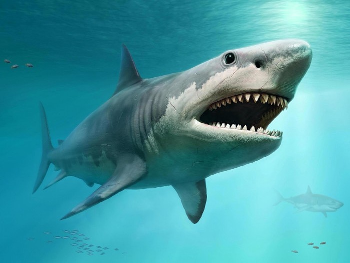 科学家发现超大型巨齿鲨在寒冷环境当中身体尺寸更大 - 1