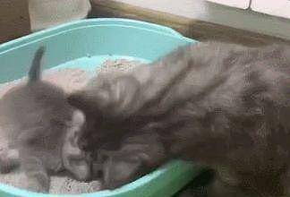 小奶猫学用猫砂盆太磨蹭, 被性急的猫妈妈一巴掌拍进了“屎盆子” - 5