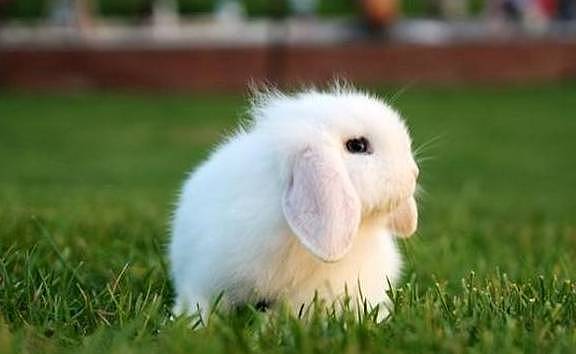 萌萌的垂耳兔，耳朵大却不会竖起来，垂下耳朵长得像小狗 - 4