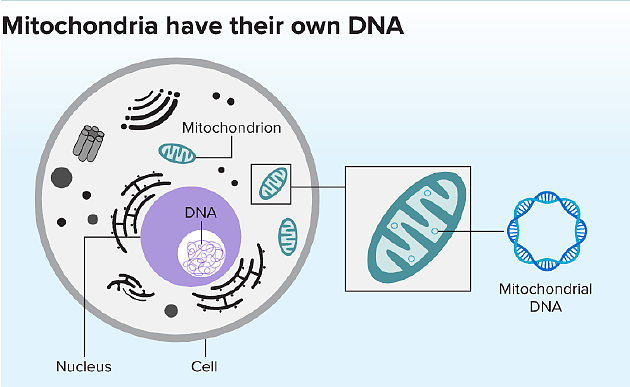 1、构成人类基因组的DNA包含在细胞核中。但是线粒体拥有自己的一套环状DNA，这很可能是它们古代祖先细菌的残留。