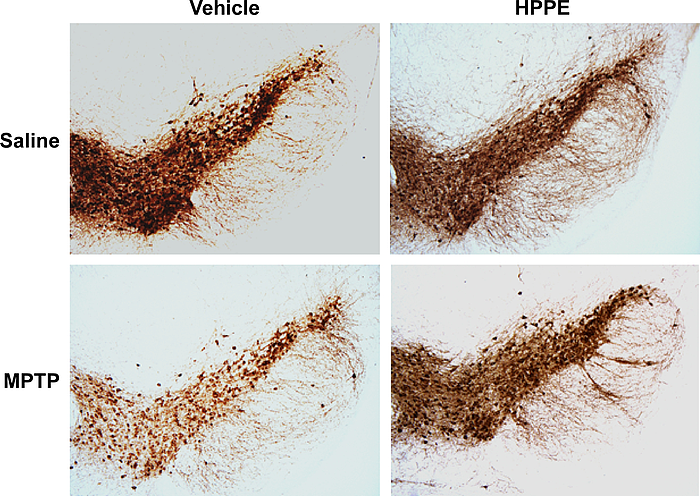 Low-Res_HPPE Treatment in Mice.jpg.png
